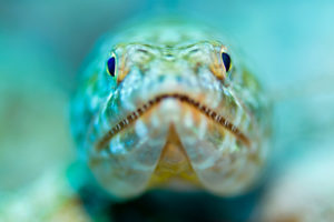 Close-up of a Variegated Lizardfish