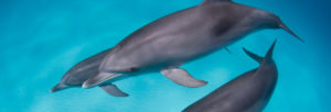 Bottlenose Dolphin (Bottle-Nosed Dolphin)