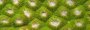 Polyps of a Hard Coral