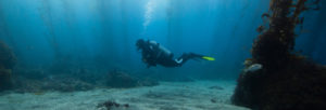 Diver in Kelp Forest
