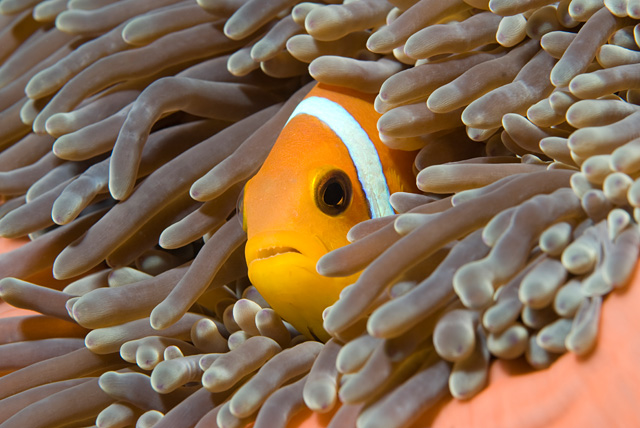 Anemone in Symbiosis with a Anemonefish