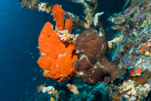 Red and Brown Giant Frogfish (Anglerfish)