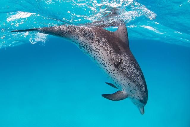 Spotted Dolphin