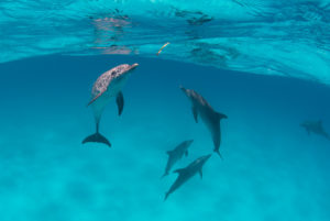 Spotted Dolphin (Bottlenose Dolphin in the Background)