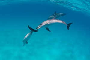 Bottlenose Dolphin (Bottle-Nosed Dolphin)