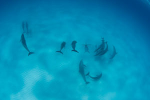 Bottlenose Dolphins and Spotted Dolphins