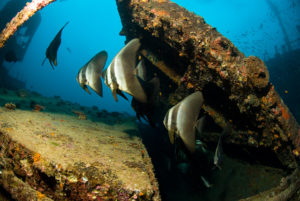 Longfin Batfish (Tall Fin Batfish) at Kudhimaa Wreck