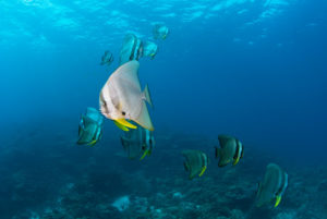 Longfin Batfish (Tall Fin Batfish)
