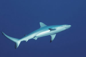 Juvenile Grey Reef Shark