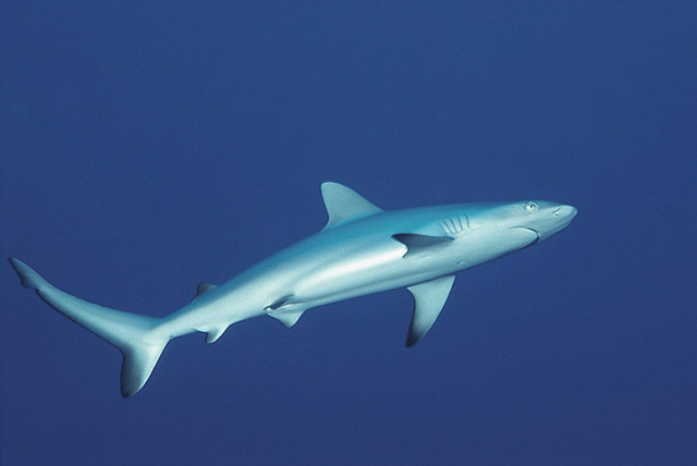 Juvenile Grey Reef Shark