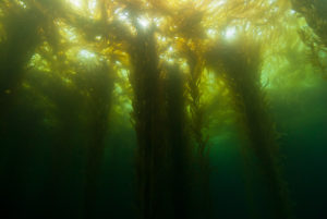 Giant Kelp