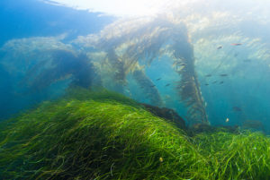 Seagrass (Seaweed) and Giant Kelp