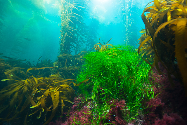 Seegras und Riesentang (Kelp)