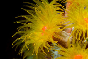 Daisy Coral (Sun Flower Coral)