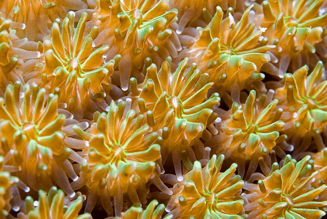Polyps of a Hard Coral