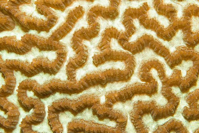 Polyps of a Brain Coral