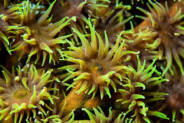 Polyps of a Soft Coral