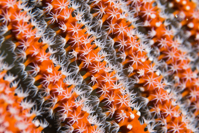 Polyps of a Red Whip Coral