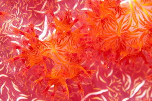 Polyps of a Soft Coral