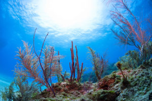 Diverse Soft Corals