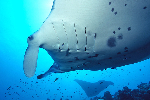 Manta Ray with Cleaner Wrasse