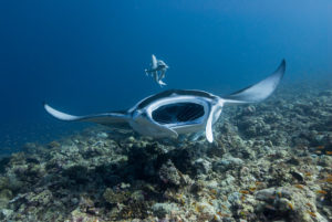 Manta Ray with open Mouth