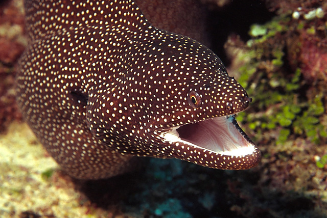White Mouth Moray Eel