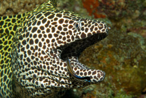 Honeycomb Moray Eel in Symbiosis with a Cleaner Wrasse