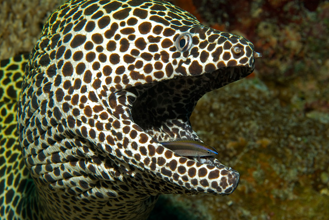 Honeycomb Moray Eel in Symbiosis with a Cleaner Wrasse