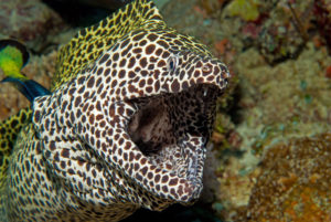 Bicolor Cleaner Wrasse cleaning a Honeycomb Moray Eel