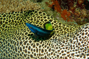 Bicolor Cleaner Wrasse cleaning a Honeycomb Moray Eel
