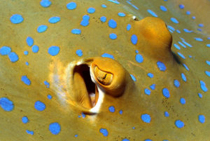 Eye of a Blue Spotted Stingray (Blue Spotted Fantail Ray)