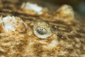 Eye of a Black Spotted Torpedo Ray
