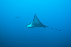 White Spotted Eagle Ray