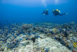 Divers at the Reef