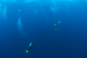Divers in the Blue Water