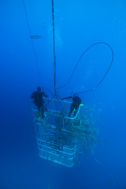 Divers in Shark Cage