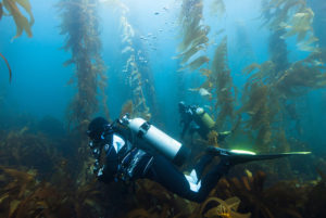 Divers in Kelp Forest