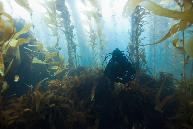 Taucher im Kelp