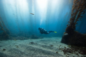 Diver in Kelp Forest