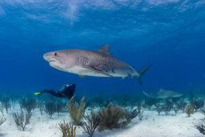 Tiger Shark (Lemon Shark in the Background)