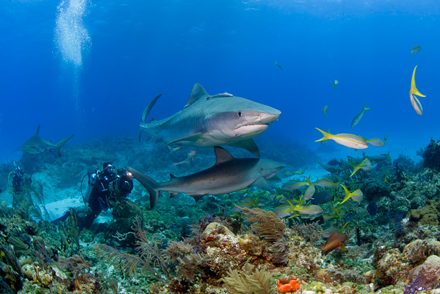 Tigerhai (Karibische Riffhaie im Hintergrund)