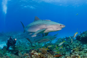 Tiger Shark (Caribbean Reef Shark in the Background)
