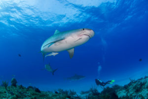 Tiger Shark (Caribbean Reef Shark in the Middle / Tiger Shark in the Background)