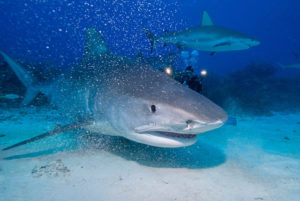 Tiger Shark (Caribbean Reef Shark in the Background)
