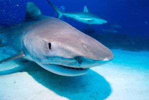 Tiger Shark (Caribbean Reef Sharks in the Background)