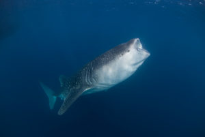 Whale Shark eating Krill