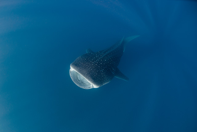 Whale Shark eating Krill