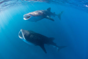 Whale Sharks eating Krill