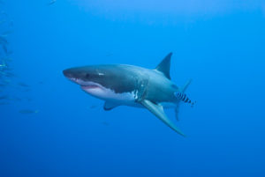 Great White Shark with Pilot Fish
